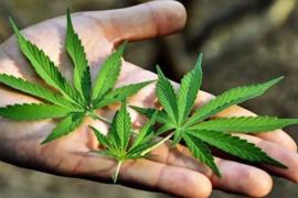 La UIB presenta un estudi per millorar la qualitat del cànnabis