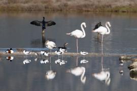 Flamencs, Phoenicopterus, Albufera
