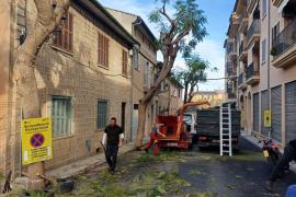 Les podes continuen al carrer Prosperitat