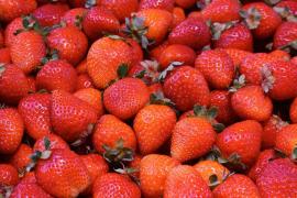 Detecten Hepatitis A en maduixes procedents del Marroc