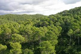 Una desena d’activitats per a commemorar la Setmana Forestal Mundial