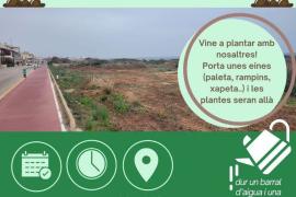 Crida a protegir la Garriga de sa Ràpita, malgrat la prohibició de l'Ajuntament de Campos