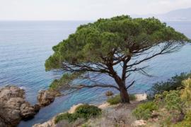 2025 serà l'Any Costa i Llobera per commemorar els 150 anys de 'El Pi de Formentor'