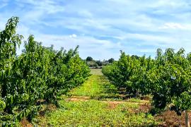 El Parlament aprova diverses mesures en suport a la pagesia del país