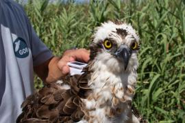 Pandion haliaetus. Son Carbonell