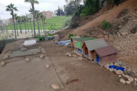 L'Ajuntament de Palma aprova el programa de gestió de les colònies felines