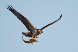 GOB atribuye el "fracaso" de la cría de unas águilas pescadoras a la instalación del campo de boyas en Cabrera
