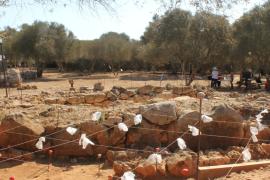 Campanya d’enguany als Closos de Can Gaià, a Felanitx