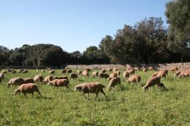 SOS Rural inicia una recollida de firmes a les Balears per demanar a l'Estat que defensi el sector primari