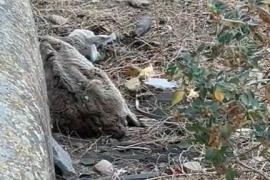 [VÍDEO] Denuncien el propietari d'una finca per deixar morir ovelles malaltes a La Vileta