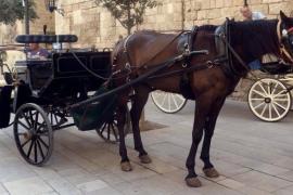 Demanen als municipis que suspenguin el transport de galeres durant el temporal