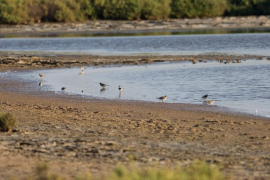 Cal reduir el seu impacte ambiental a causa de la proximitat a la zona humida.