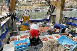 Tot apunta a una bona temporada de gamba roja a Sóller.