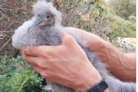 Un exemplar d'aquesta au endèmica de les Balears en perill d'extinció.