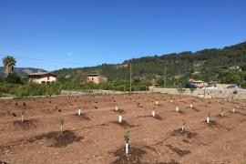 El Consorci Serra de Tramuntana convoca ajudes econòmiques per «donar suport als petits agricultors i evitar l’abandonament de terres»