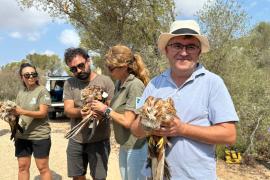 Alliberen cinc milanes al Parc Natural de Mondragó