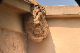 El Govern demana la col·laboració de la població per a evitar l'expansió de la vespa asiàtica a les Balears