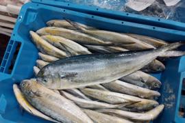 La veda a la pesca de la llampuga començarà aquest diumenge.