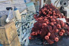 Arranca la temporada de pesca de llampuga