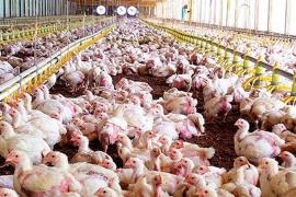 APAEMA, en contra de la macrogranja de gallines ponedores a Sineu: «Aquest no és el camí»