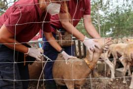 Fornalutx i Deià registren 22 animals morts a causa de la llengua blava
