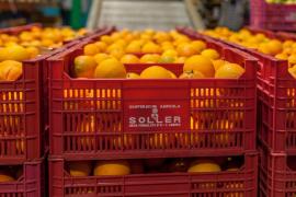 La Cooperativa Agrícola de Sóller compleix 125 anys