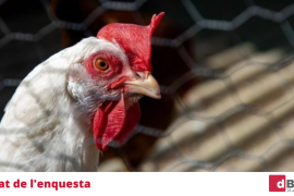 El 95% dels nostres lectors consideren que no s'hauria de permetre la construcció de la macrogranja de gallines de Sineu