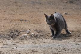 Moix atacant un picaplatges menut (Charadrius dubius) a la zona humida de Ses Feixes