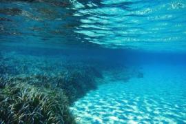 A Eivissa s'han reubicat més de dues mil embarcacions per fondejar sobre posidònia, i més de la meitat són d'estrangers