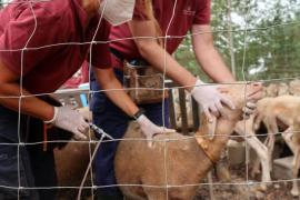 Sóller registra sis punts afectats per la llengua blava