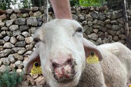 Una de les ovelles afectades per la malaltia.