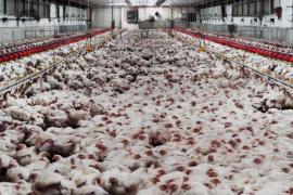 El ple de l’Ajuntament de Sineu vota per unanimitat a favor de paralitzar els projectes de macrogranges