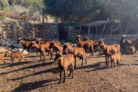 Sóller continua essent el municipi amb més casos de llengua blava