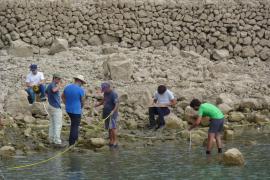 Almallutx: un jaciment de la Serra en perill d’extinció