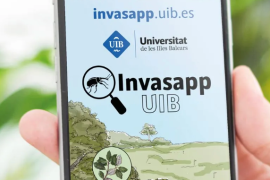 Invasapp, una aplicació mòbil per a detectar insectes invasors