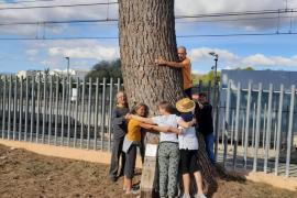 MÉS per Marratxí denuncia la tala dels pins de l'estació de tren des Figueral
