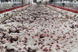 Rebutgen instar el Govern a decretar una moratòria de la instal·lació de macrogranges industrials