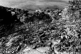 Ploma publica 'MAD MAX', un conte apocalíptic de Tomeu Martí