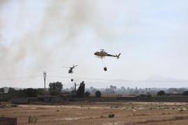 El GOB demana la prohibició de la caça a s'Albufera per afavorir la recuperació dels terrenys afectats pels incendis