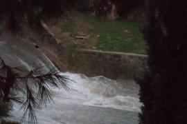 El torrent de la Riera de Palma ha arribat a acumular un gran cabal d'aigua.
