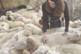 Arranca la vacunació contra la malaltia de la llengua blava