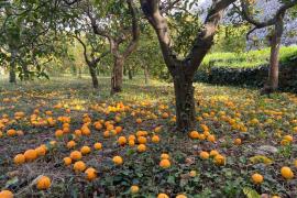 Una plaga amenaça els tarongers de Sóller