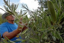 La cosecha de la aceituna para la mesa estarÃ¡ este aÃ±o alrededor de las 440.000 toneladas