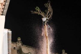 Moment en què Jaume Coll, de 16 anys, corona el cim del pi i deixa anar la bossa de confeti.