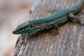 [VÍDEO] Llancen un vídeo per a conscienciar sobre l'amenaça que representen les serps invasores per a la sargantana pitiüsa