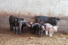 La promotora de la macrogranja avícola a Sineu reformula el projecte i planteja ara una explotació porcina