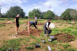 Mallorca en Fruit impulsa la sembra d'arbres fruiters a finques eco