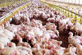 Unides Podem s’abstendrà en la votació del decret per a regular les macrogranges avícoles perquè el considera «insuficient»