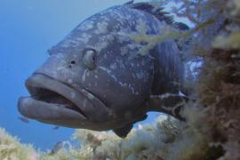 El llobarro, l'orada i el déntol, alguns dels peixos que el Govern ha fixat quotes màximes diàries per a la pesca recreativa