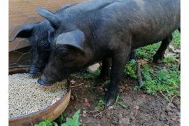 PACMA denuncia al Seprona la Rifa del Porquet de Sant Antoni de Ciutadella